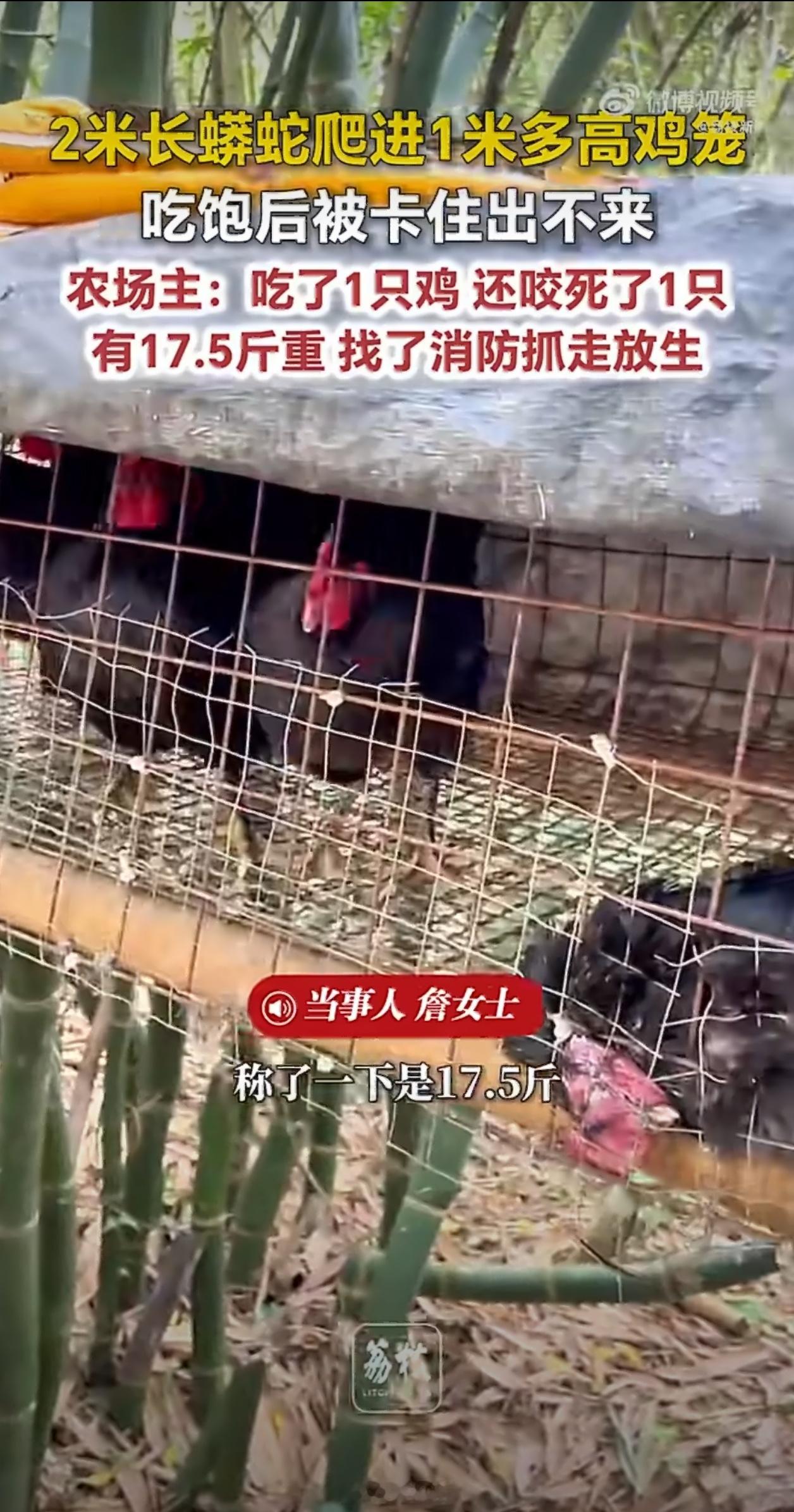 2米蟒蛇吞下1只鸡后被卡鸡笼现在乡下因为环境太好了，很多动物都泛滥成灾了，又不能