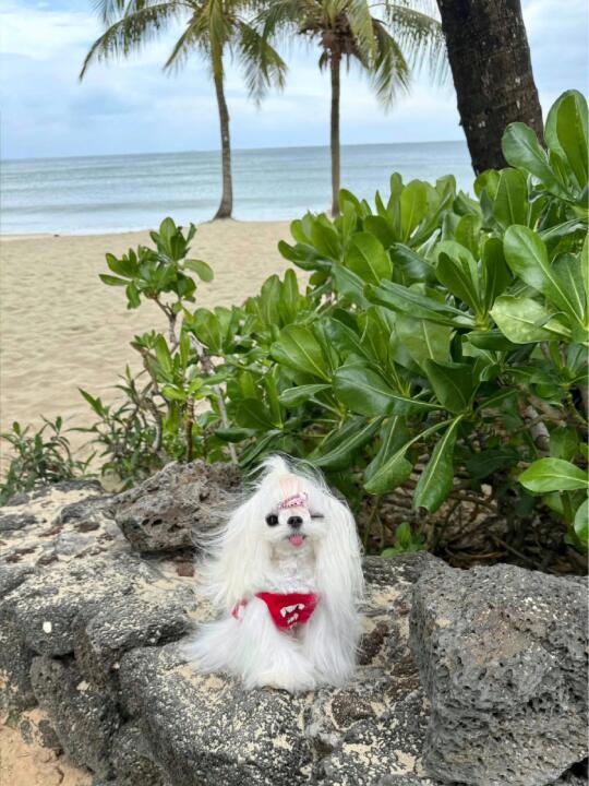 马尔济斯｜小狗的海岛日记🐾🏝