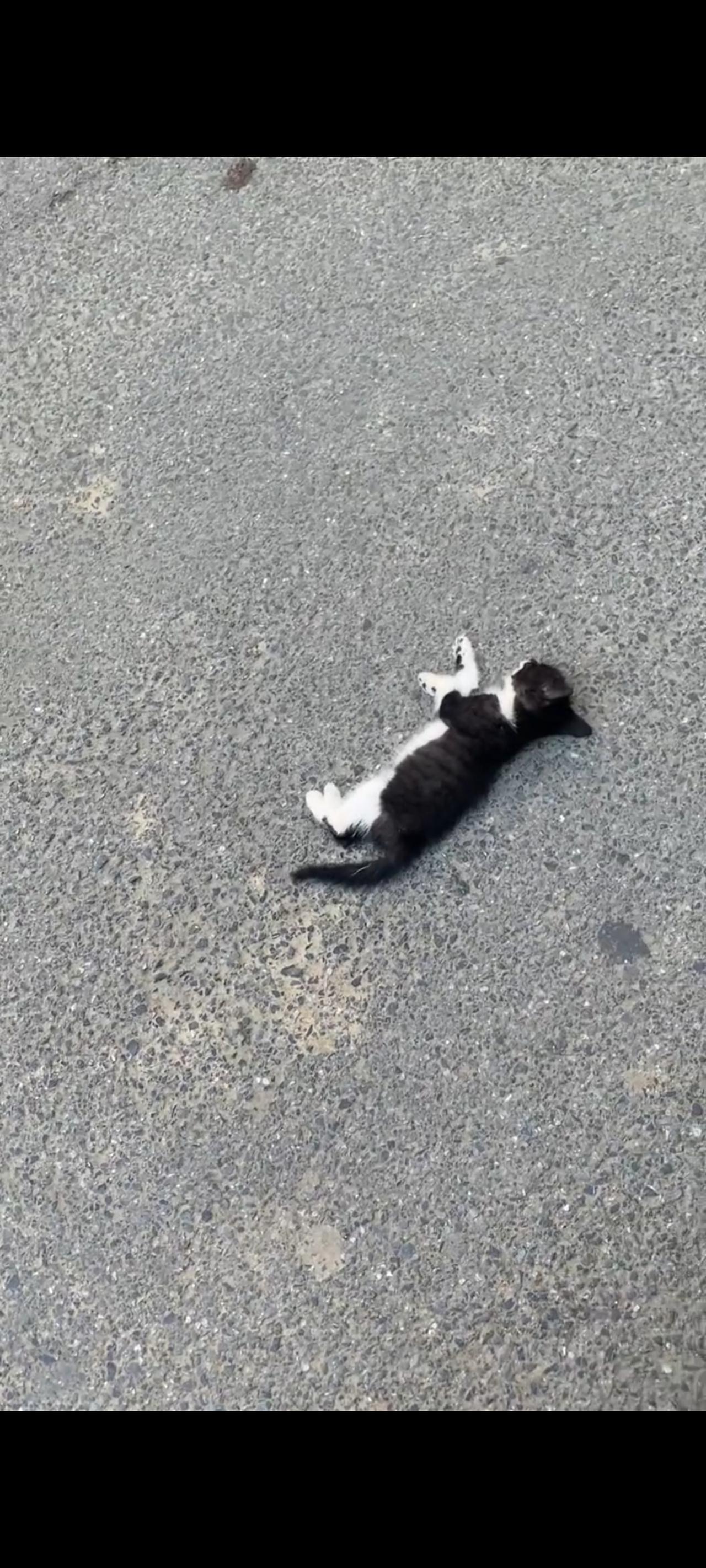 小猫一个不注意，在她独自一个人，没有在母猫的带领下，突然冲出想要跑到马路对面的时