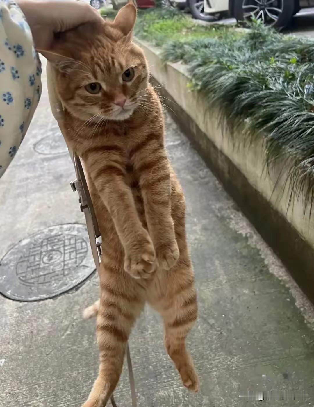 善意邂逅，为小猫觅得安稳归宿路人下班途中偶遇暖心一幕，邻里阿姨提着猫咪，准