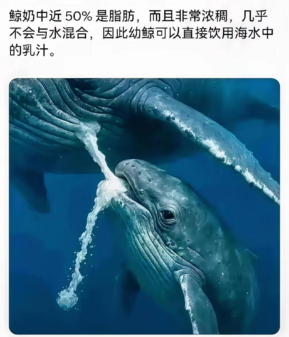 好家伙，直接吃脂肪！