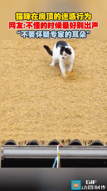 “专业的事交给专业的人”！谁能想到猫咪在房顶上来回扒拉，主人以为它在玩耍，结