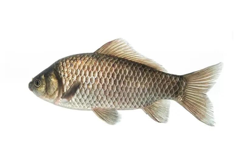 你问我答冬季钓鲫鱼可有不少门道。鲫鱼适应性强又耐寒，食性杂，是冬钓好目标。先