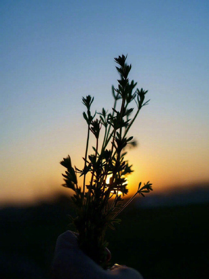 夕阳映细草，清风醉晚霞。