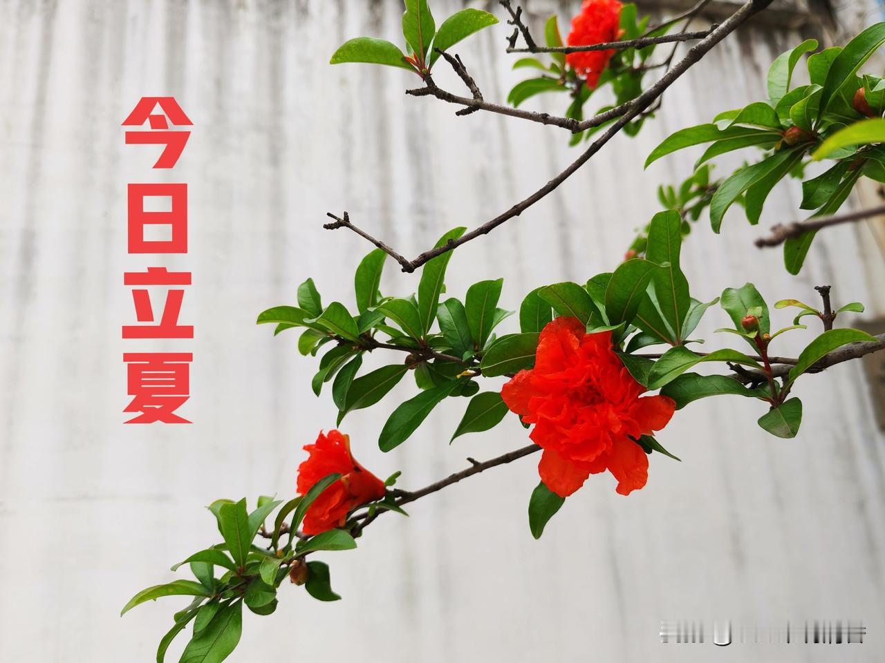 今日立夏，有关立夏节气的20条民间谚语：1、立夏不下，大旱一夏。2、雨淋