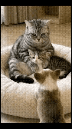 谁看了不心头一软！狸花猫妈妈的这波操作，把“母爱无界”焊死在我心里！猫