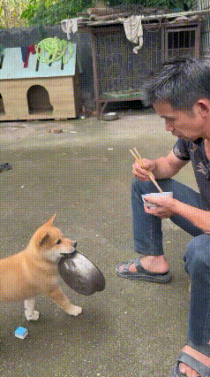 一口吃食，满心牵挂！这只田园犬令人动容。大黄叼着饭盆向主人讨要食物，拿到第一个