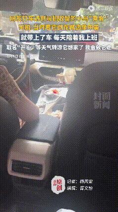 出租车里有一只乖巧的小鸟陪伴，这是什么乘坐体现？成都的一网约车司机说出了养鸟