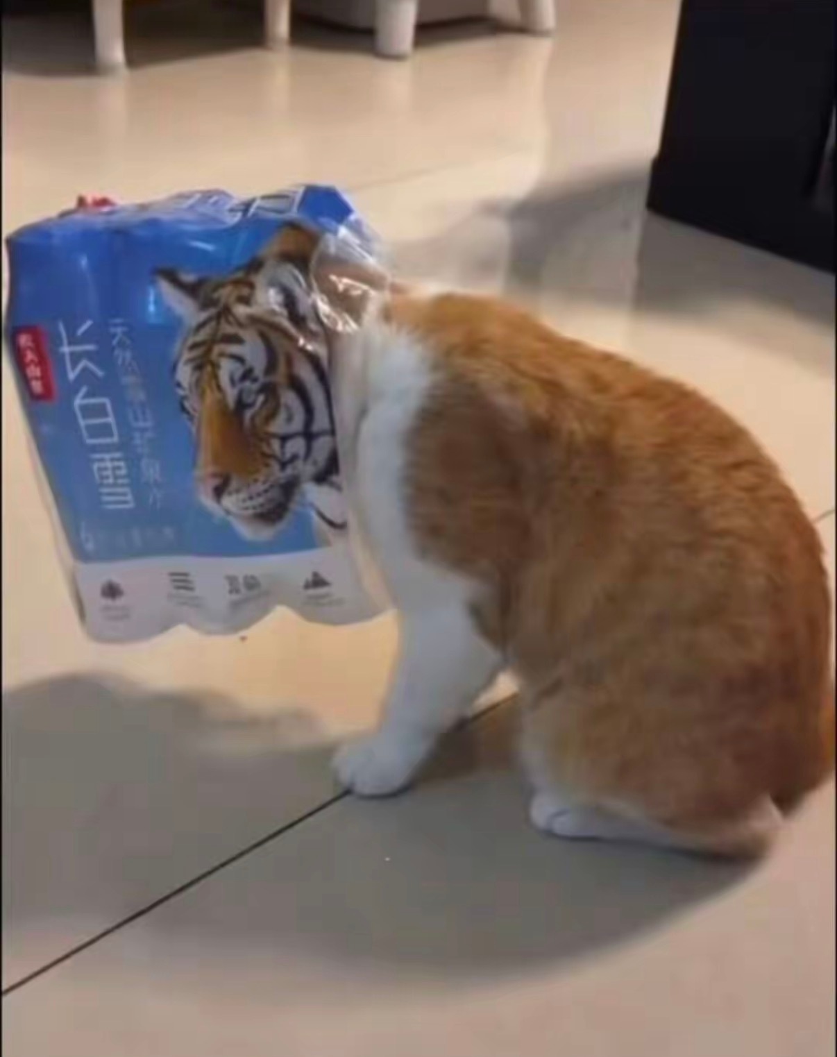 猫：我这个级别的吉米可以哈任何人