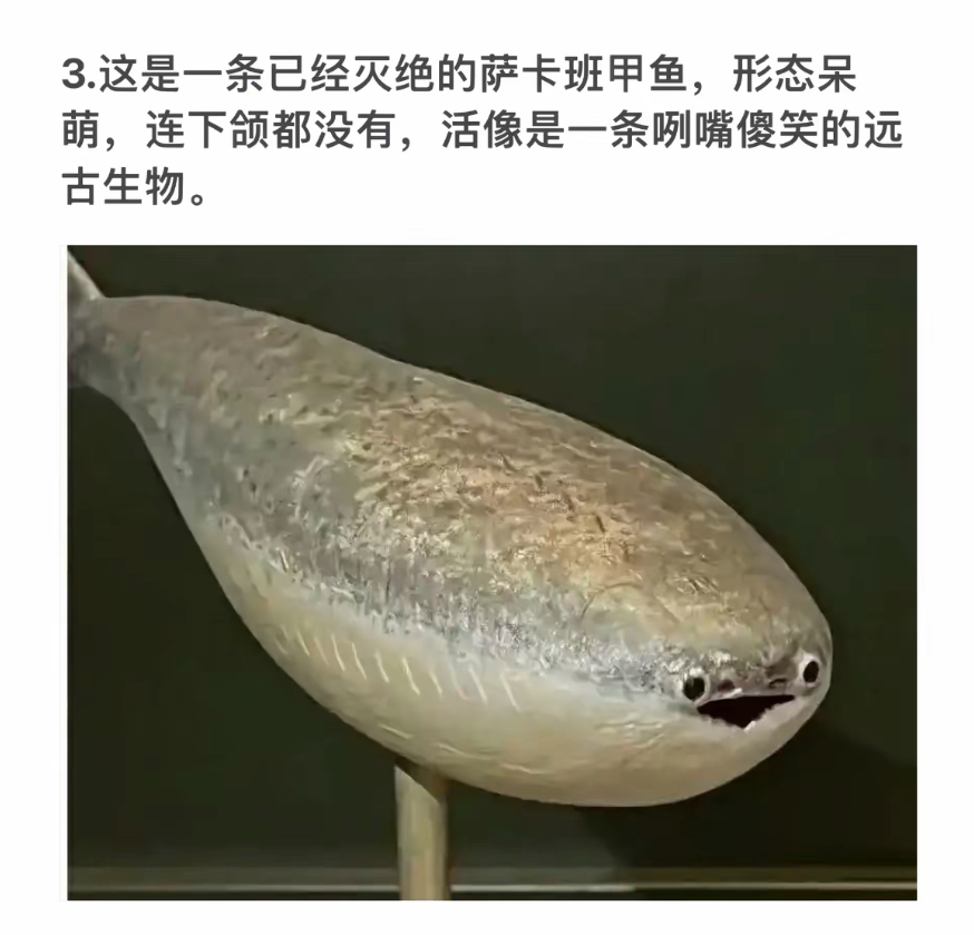 灭绝的萨卡班甲鱼：呆萌无下颌，远古微笑的活化石。