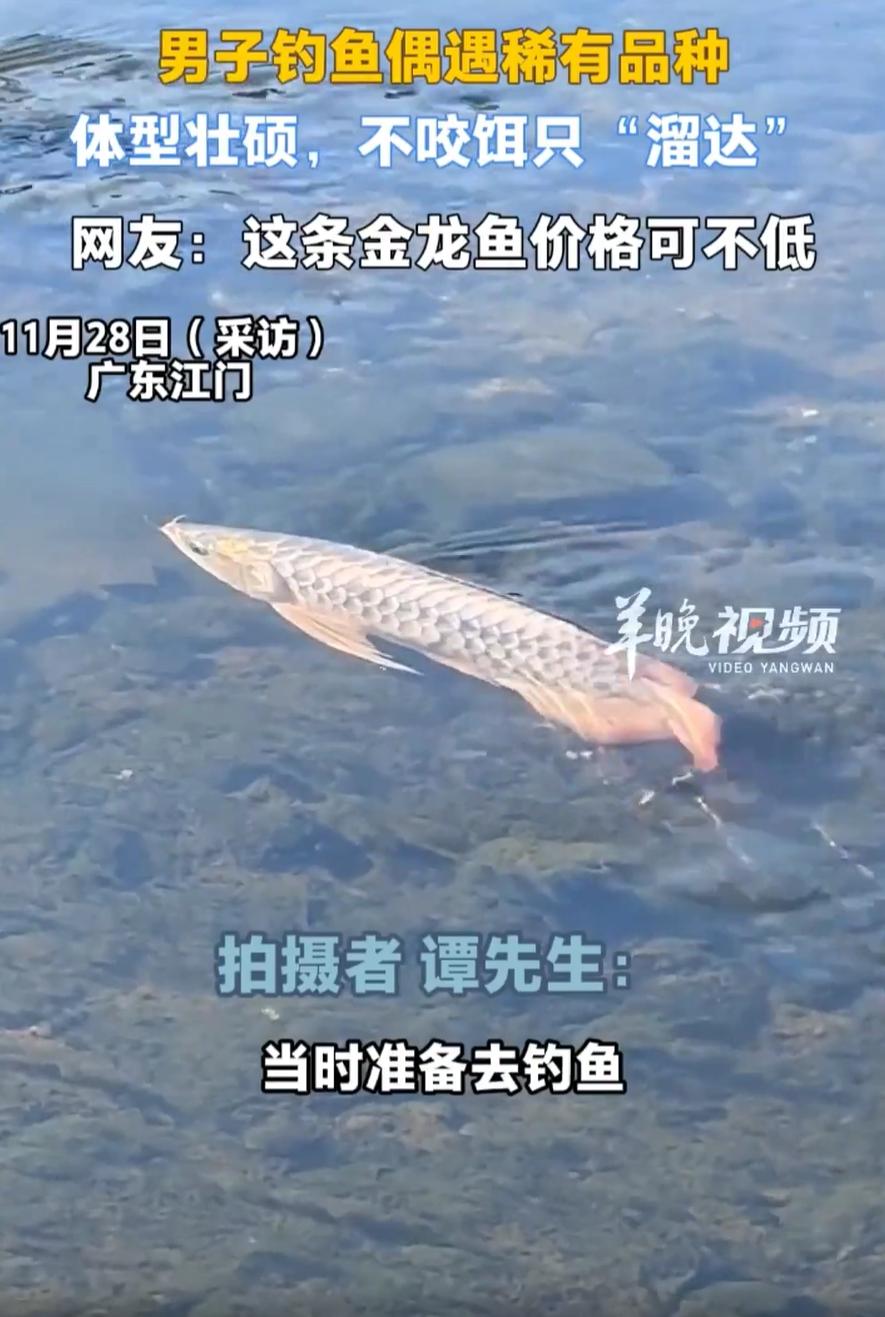 “看着干着急！”广东江门，一男子去河边钓鱼，突然在水里看到一个稀有品种，男子一眼