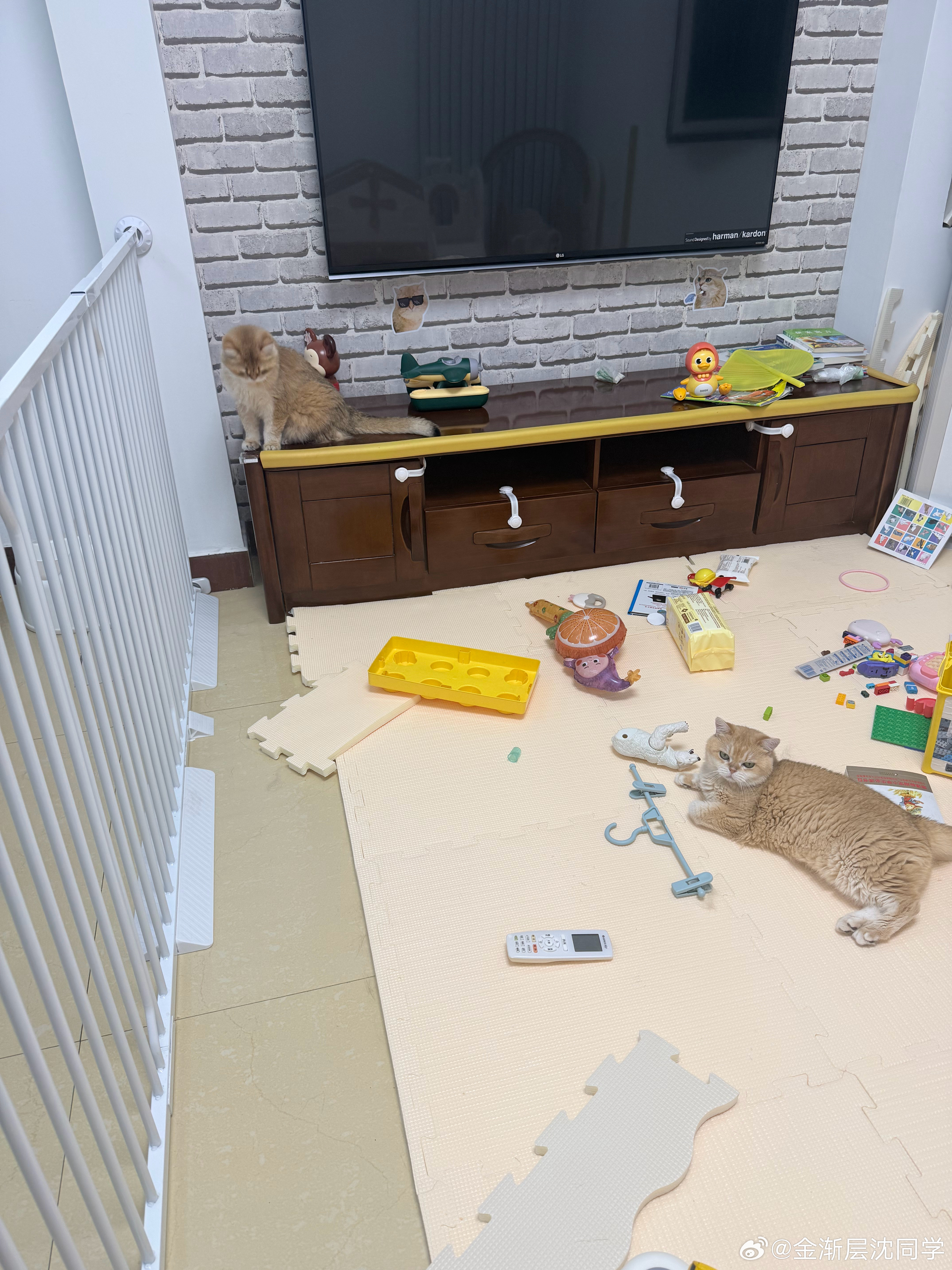同样都是小猫咪～UU和糖糖顺利进入游玩区，小黄桃和鸡腿猫被一辆小车车半路拦住萌