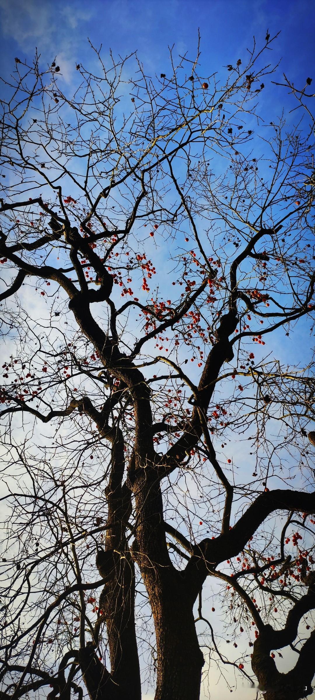 冬日生活打卡季山里的坡地上，有一株大大的柿子树，枝头挂满了红彤彤的柿子。停车，走
