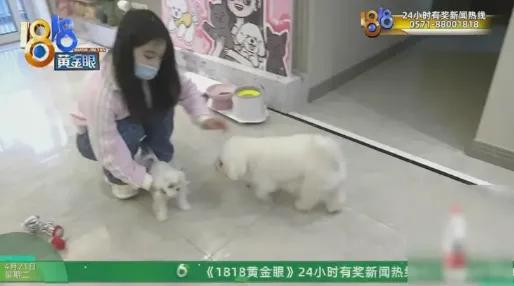 独居女生深夜被敲门吓哭！门外站着四五个人，还抱着狗…花3万5买的韩系比熊，养了俩