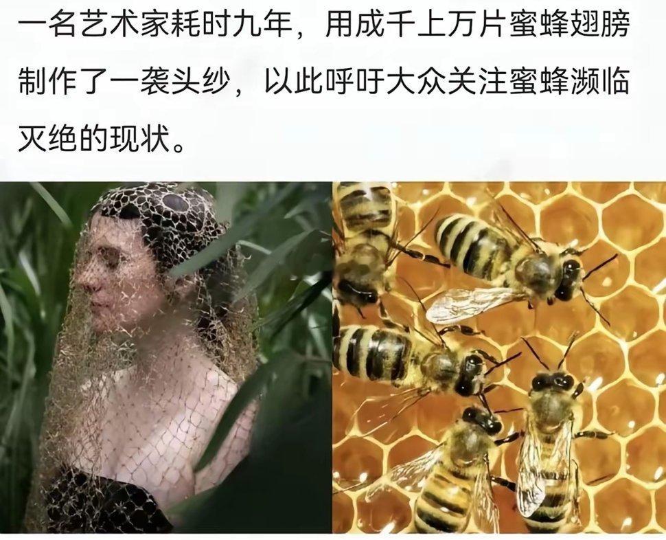 蜜蜂：说谢谢了吗只能说不愧是老西方艺术家