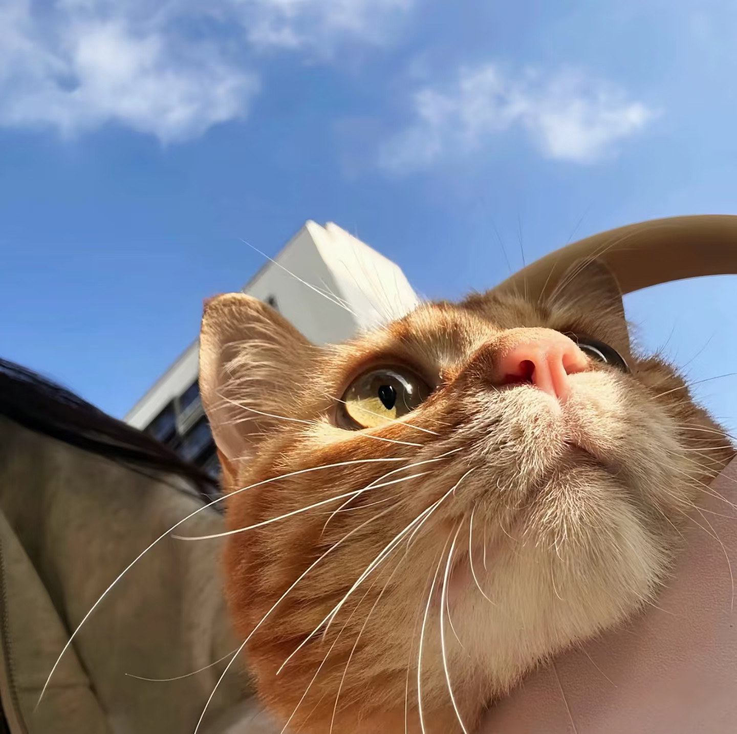 小猫咪＾＾