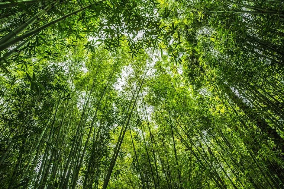 大暑 | 暑气至浓, 万物盛景