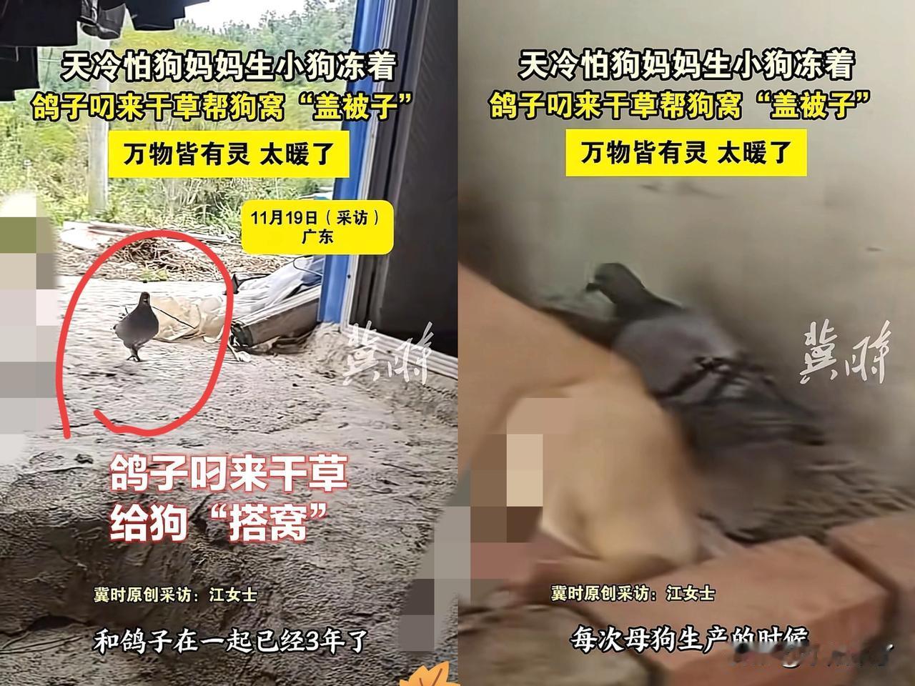 广东一网友发视频分享，自己狗子下狗崽后，这家中养的一只鸽子，竟忙前忙后的为狗子和