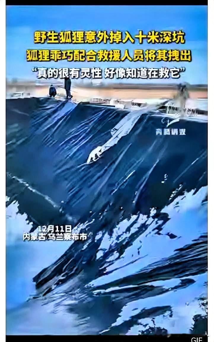 科学解释不清了！内蒙古，一只野生狐狸意外掉入10米深坑，当救援人员放下长布时，