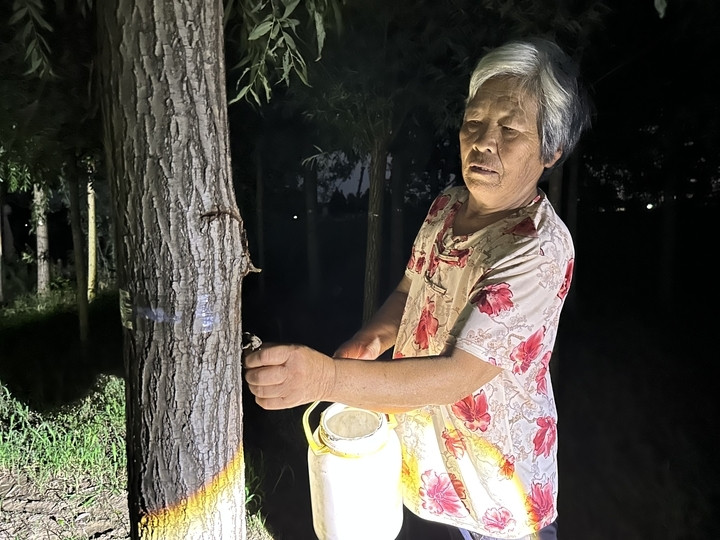 供不应求! 一晚上摸3000只, 菏泽金蝉“破土”出, 养殖户树下“掘金”忙