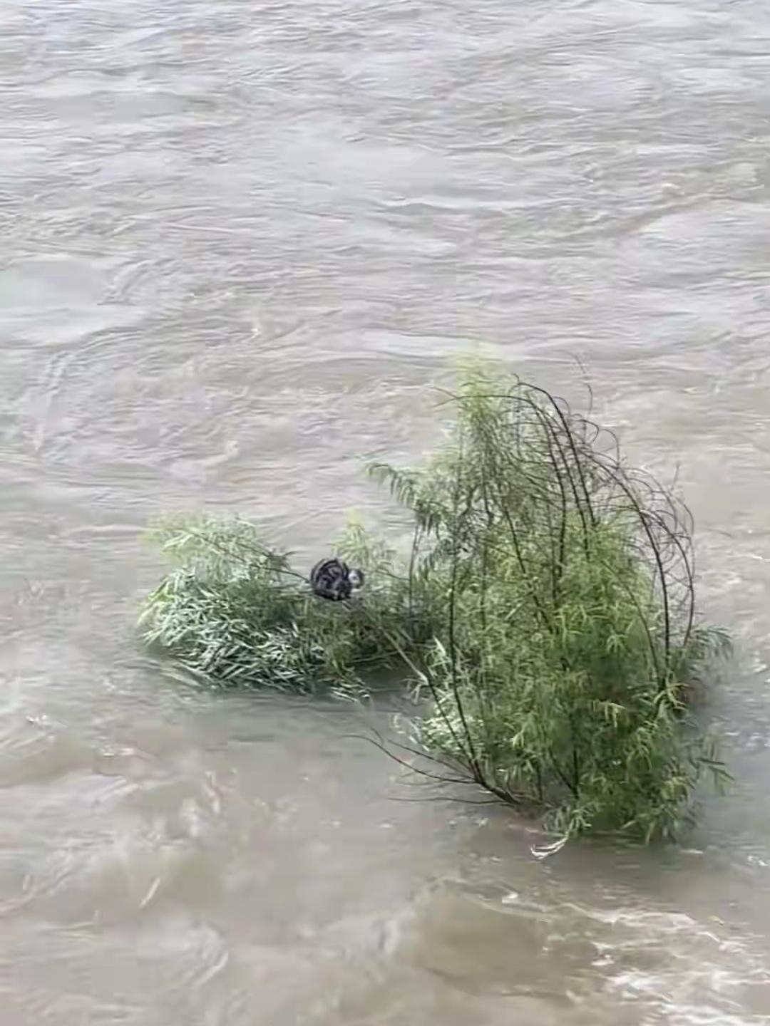 今天刷到一则视频，吉林松花江发大水，一只小猫被困树上2天，被热心市民用大疆无人机