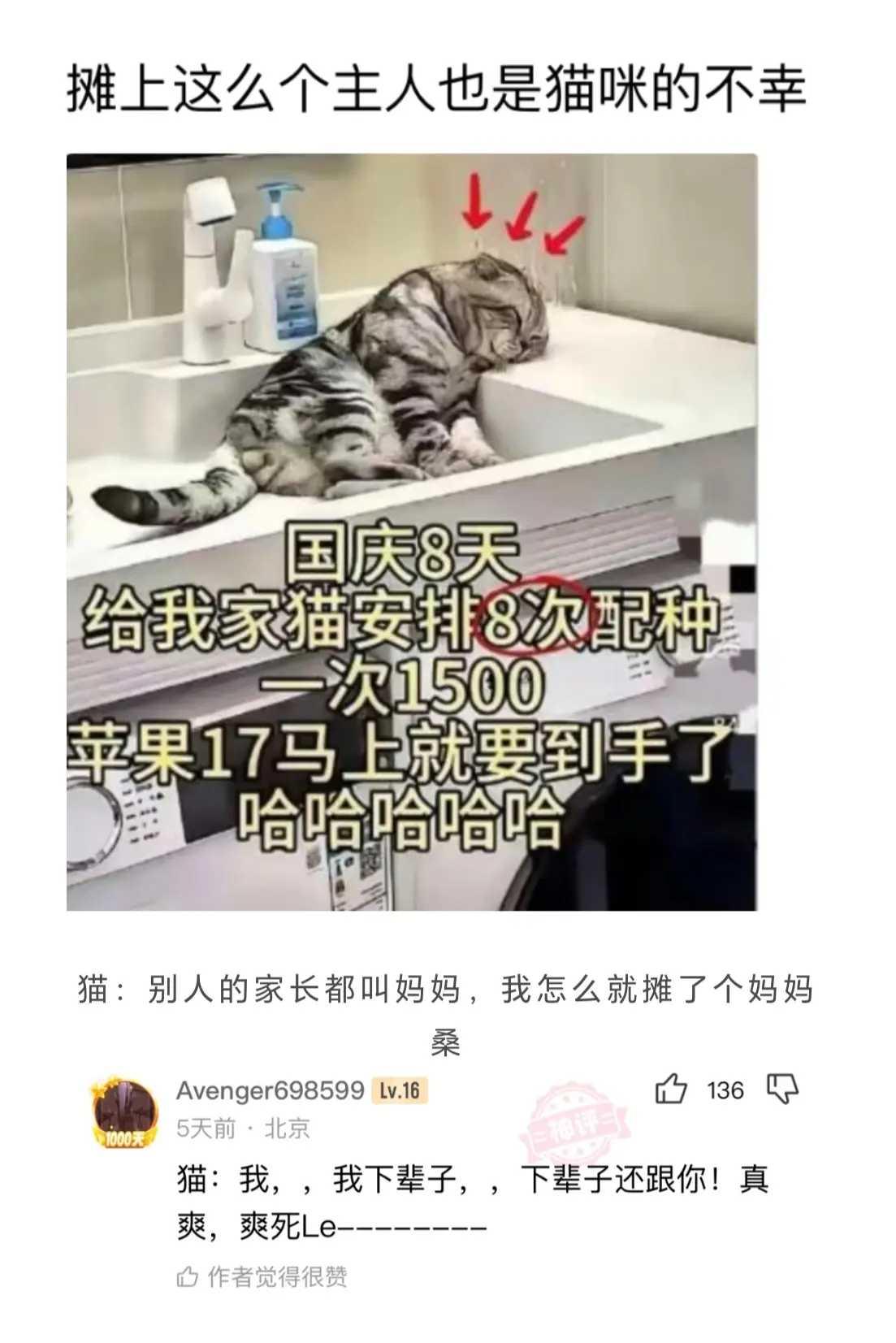 摊上这么个主人也是猫咪的不幸～