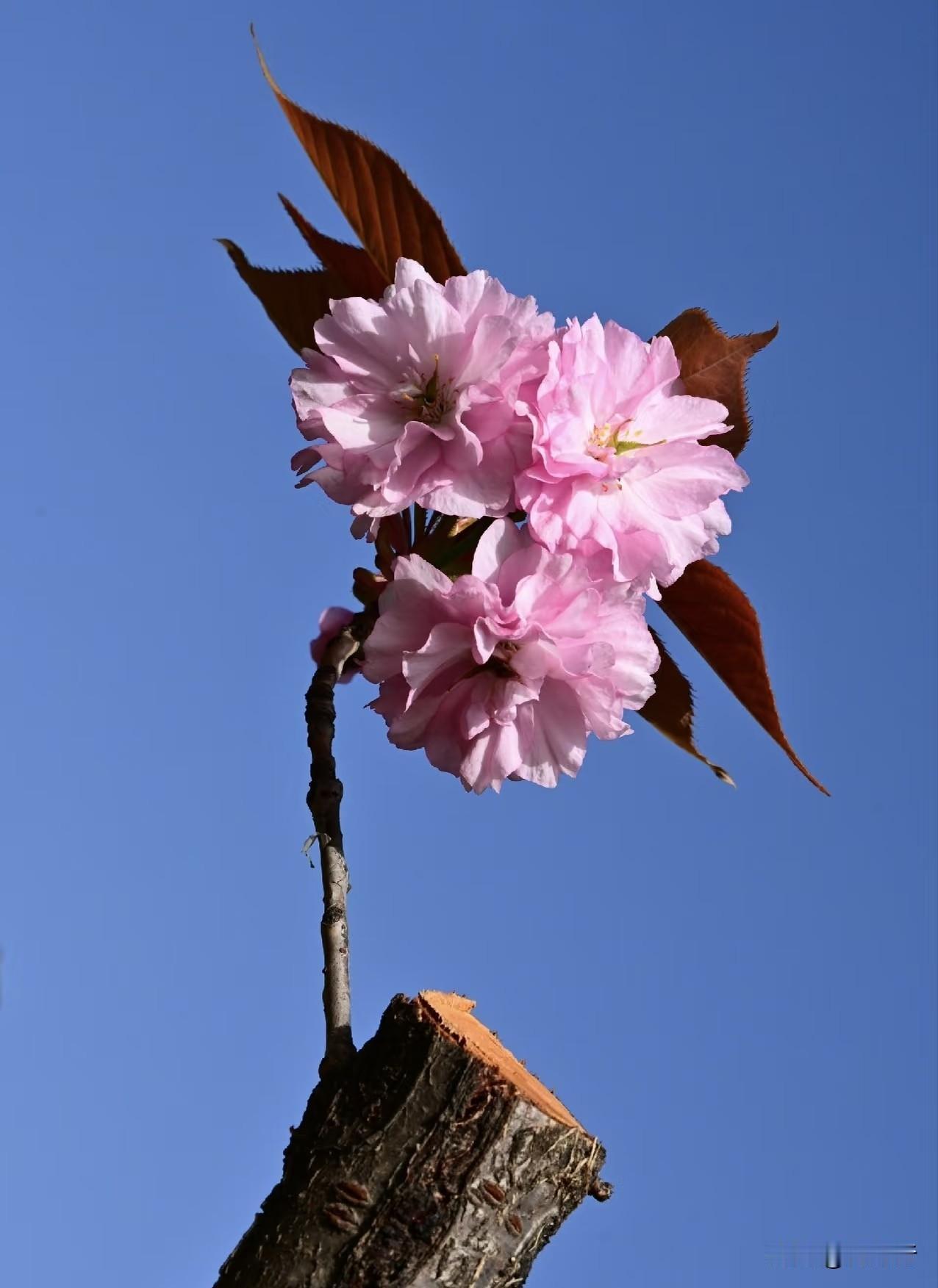人到晚年最好的活法无非这几样养好身体，少管闲事，守住钱包，找点乐子。