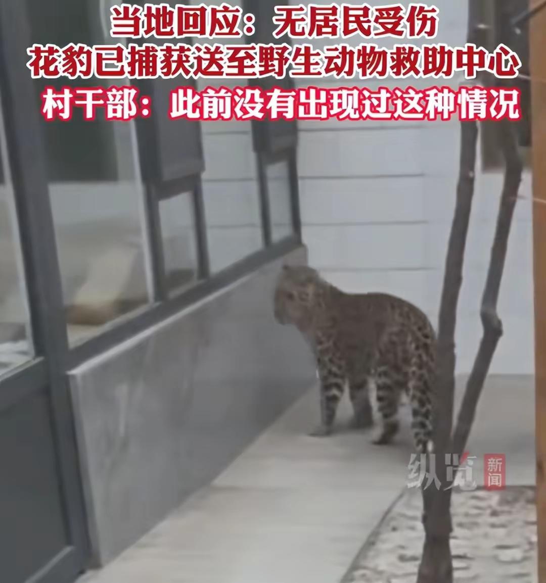 11月24日清晨，山西临汾霍州市陶唐峪乡南李庄村的一位村民，上厕所时突然发现院子