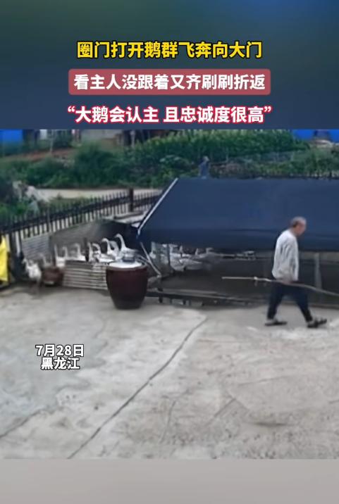 “太搞笑了！”黑龙江大爷开门放鹅，鹅群扑棱着翅膀冲到院门口，却突然集体刹车，又一