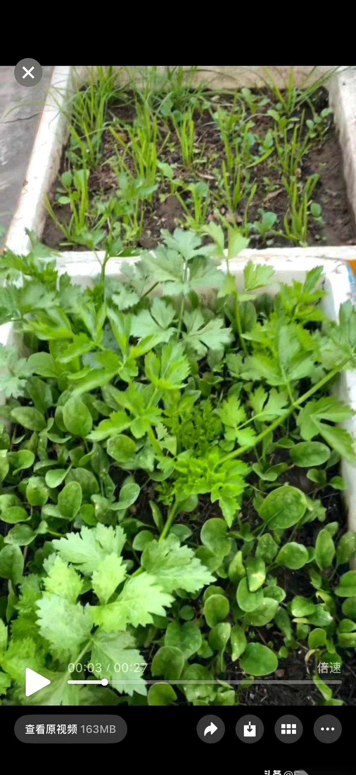 我永远忘不了那天早上。一场大雨过后，我种菜的盆里，那层黑乎乎的“营养土”，竟然