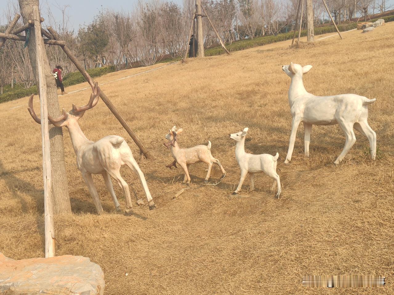 贾鲁河景观带里的这几只梅花鹿已经快不中了！有的东倒西歪，靠树站，有的鹿角掉了！看