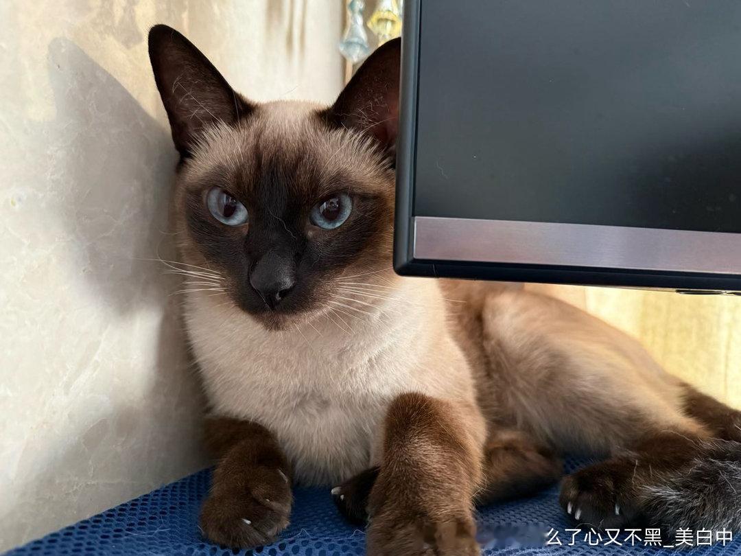 4118只黑脸傻子猫​​​
