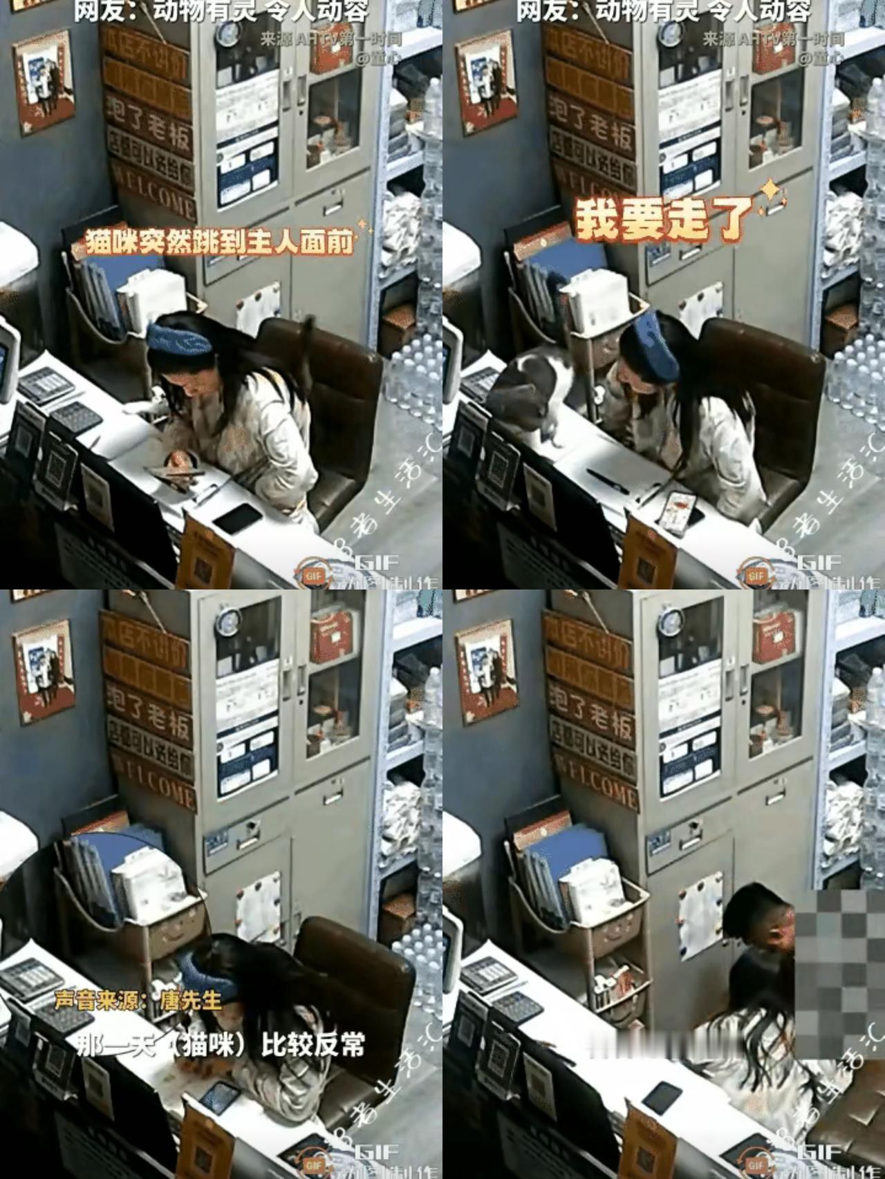 这只猫咪被主人饲养了十年之久，彼此间结下了深厚情谊。谁能想到，那只陪伴了