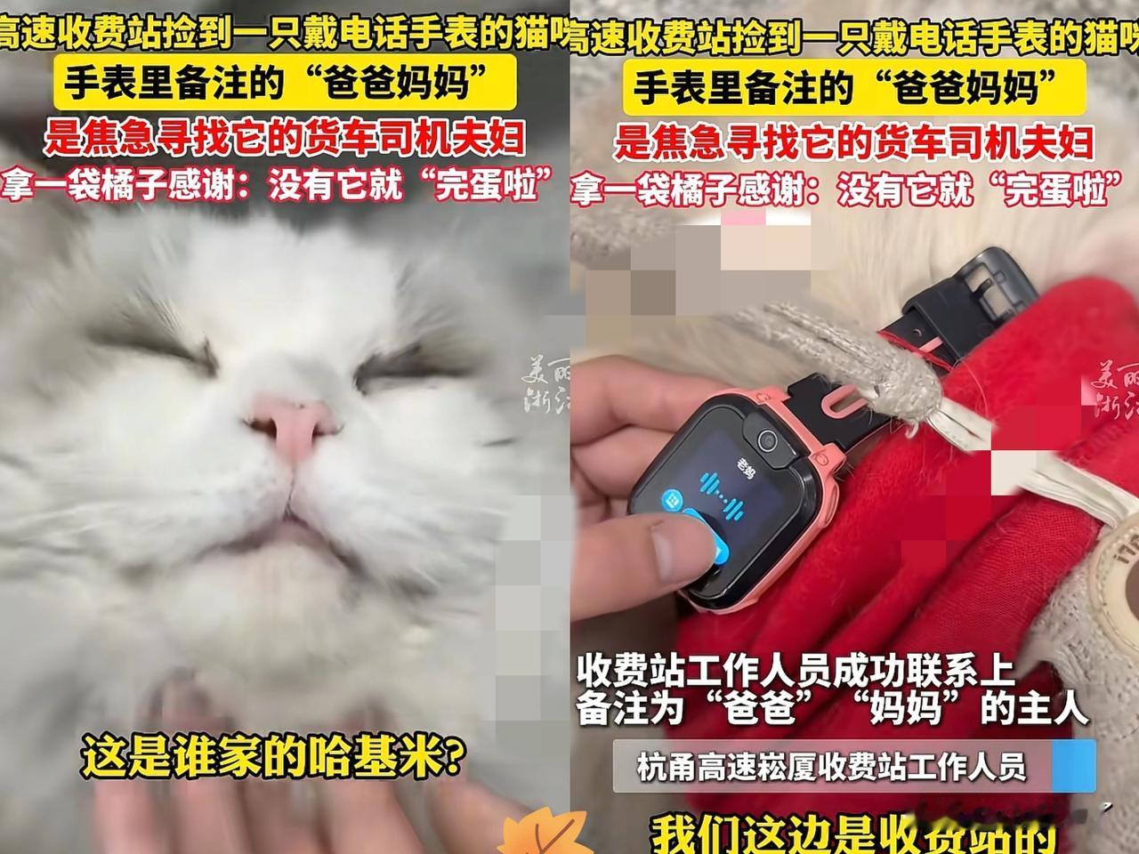 浙江一高速收费员晚上巡逻时，发现旁边草丛有动静，一开始以为是流浪猫，结果走近一看