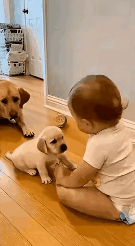 小主人一次次地挥起拳头击打小狗的脑壳，慑于主人的地位，小狗只得忍受小主人的狂虐。