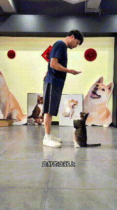 这个视频我看了很多遍，谁说猫咪听不懂人话呀，你看这只小猫被主人训练得这么听话，本
