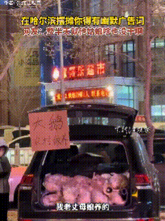 这个男人“胆真肥”！近日，有网友在哈尔滨逛街时发现了有趣一幕，当他路过一个私家车