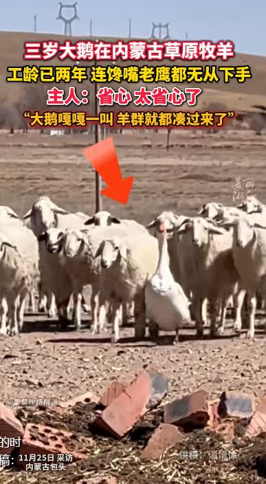 “解释不清了！”内蒙古一男子，因家中2只大鹅总打架，便把其中一只放在羊圈喂养，谁