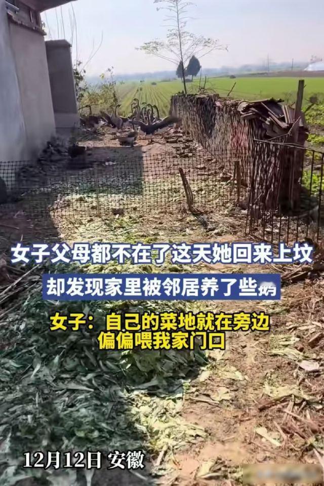 安徽，女子父母都不在了，她回家上坟，发现大门口被邻居用铁丝网围住，养了一大群鹅，