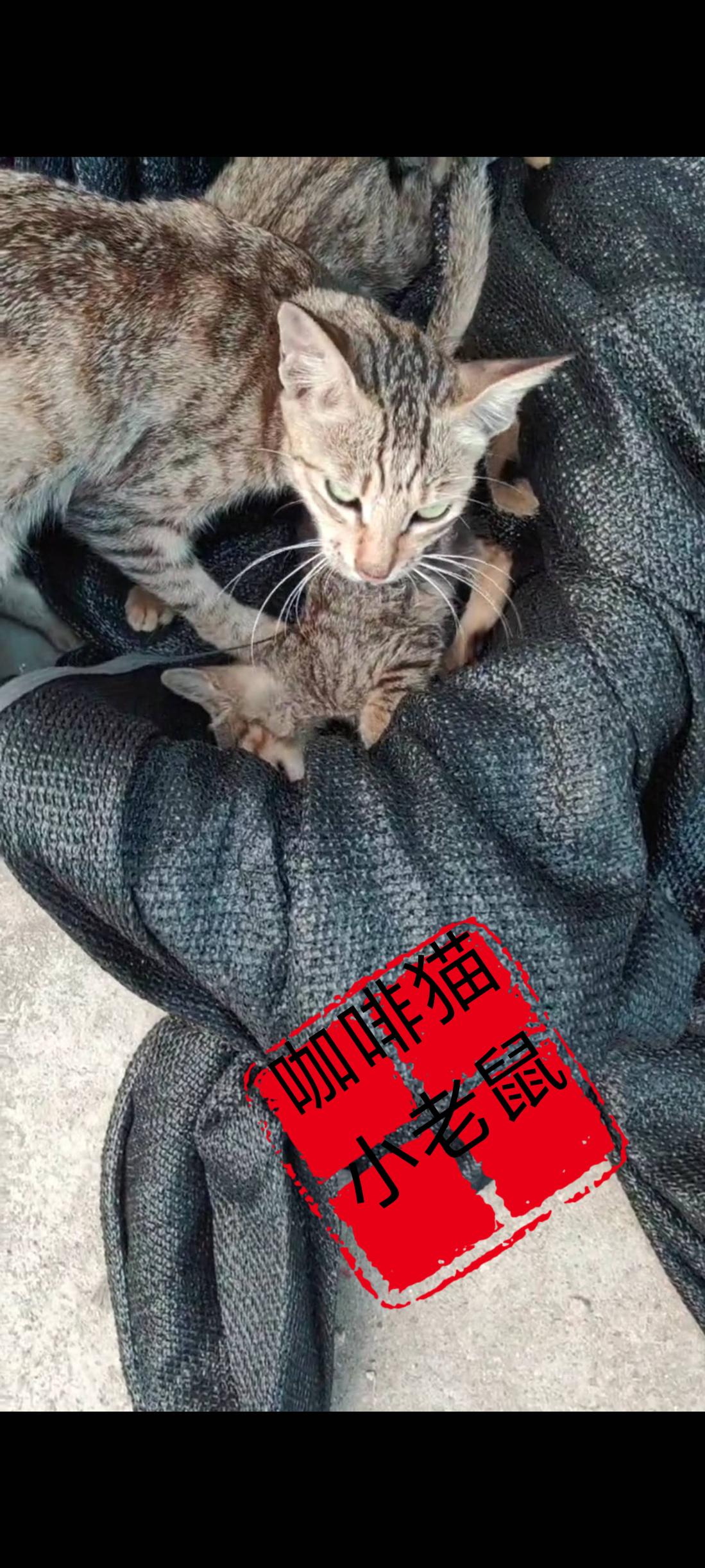 猫妈妈的两只幼崽在住户家门口玩耍的时候，不幸被两位路经此地，初中模样的学生，用石
