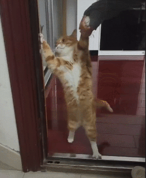 这是个坏人，我不想进去喵！