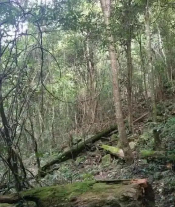 如果打仗了往山里跑安不安全？这么跟你说吧，十个人躲进山里，大概能有七八个活下来；