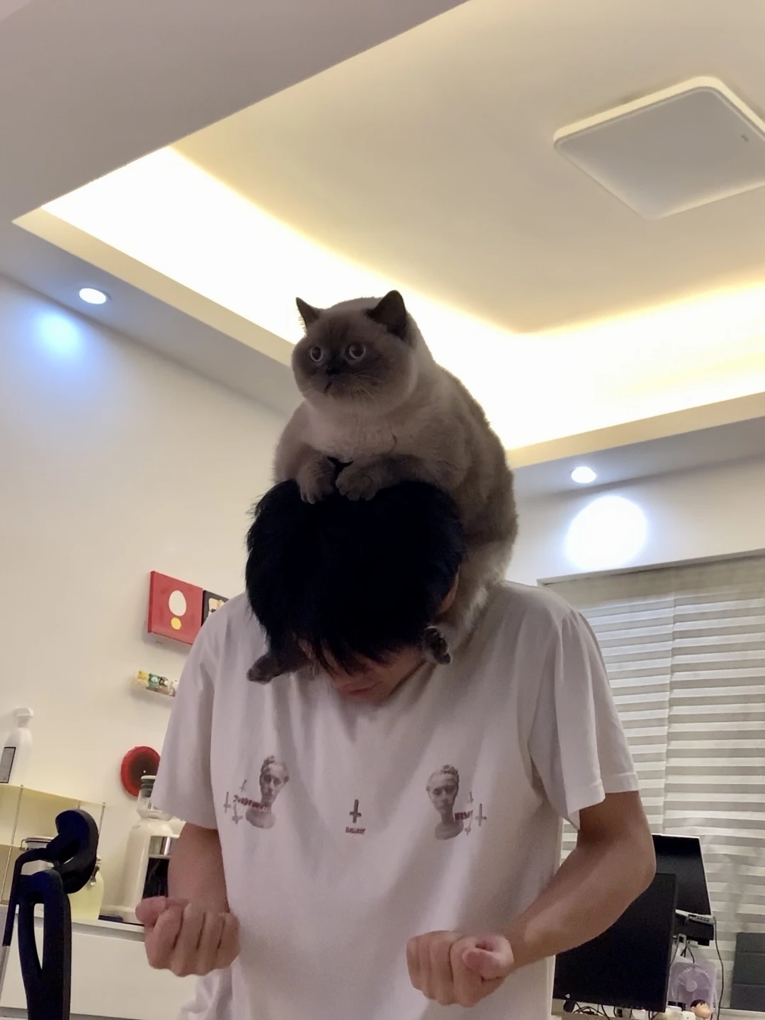弥补了猫咪不能骑马的遗憾