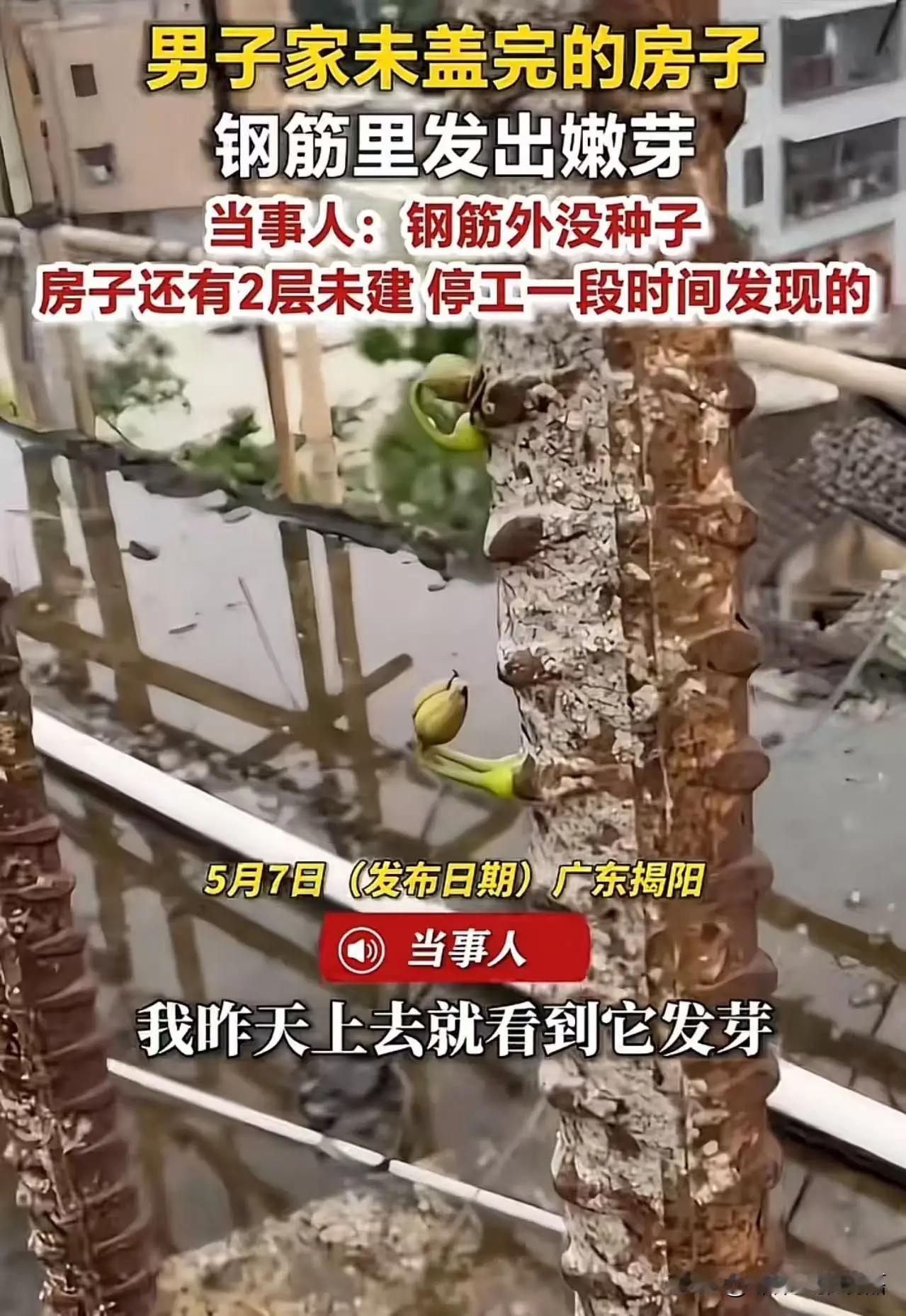 广东揭阳惊现奇观！盖房钢筋里冒出嫩芽，无土无种子，真相看哭网友广东揭阳，一