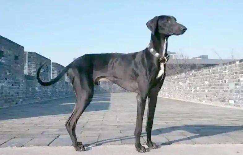 中国有一种犬，比大熊猫还珍贵，机灵敏捷，还被康熙指定宫廷御用中国有一种犬，比