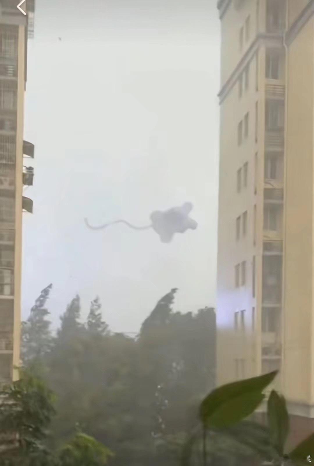 小飞象