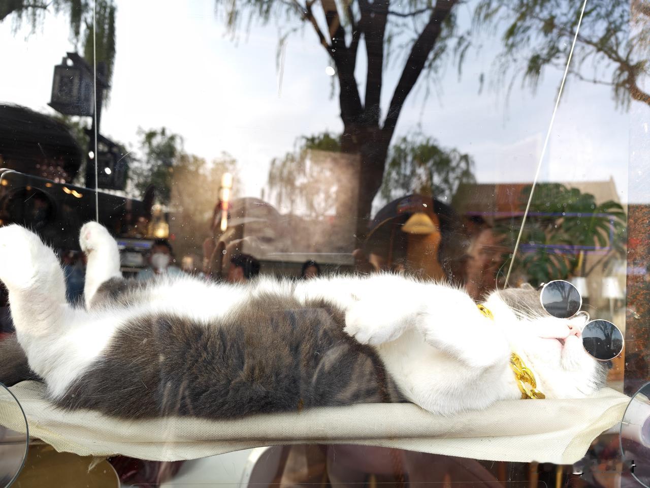 猫二爷的午睡雷打不动彻底躺平的猫二爷，一副墨镜遮双眼，任凭外边