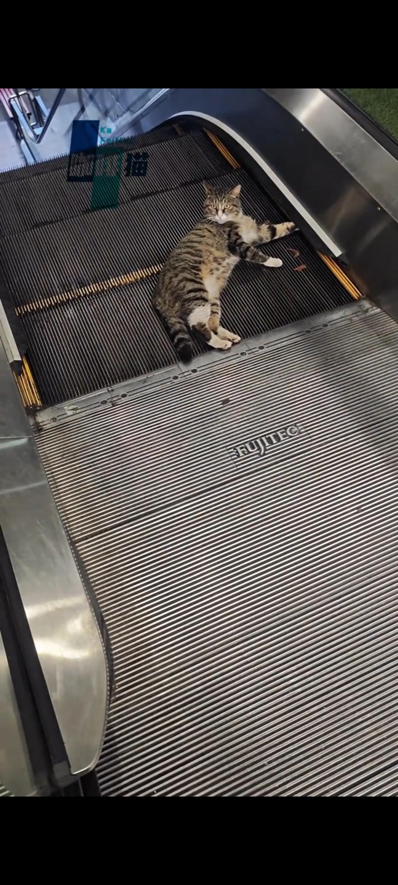 被卡在电梯口的流浪猫表现出了异常的冷静，或许是天天来到商场里面蹭吃蹭喝的原因！