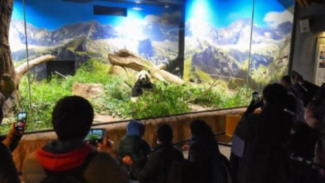 日本民众现在有些后怕了，他们不是怕熊猫送回中国日本进入没有熊猫的时代，而是害怕日