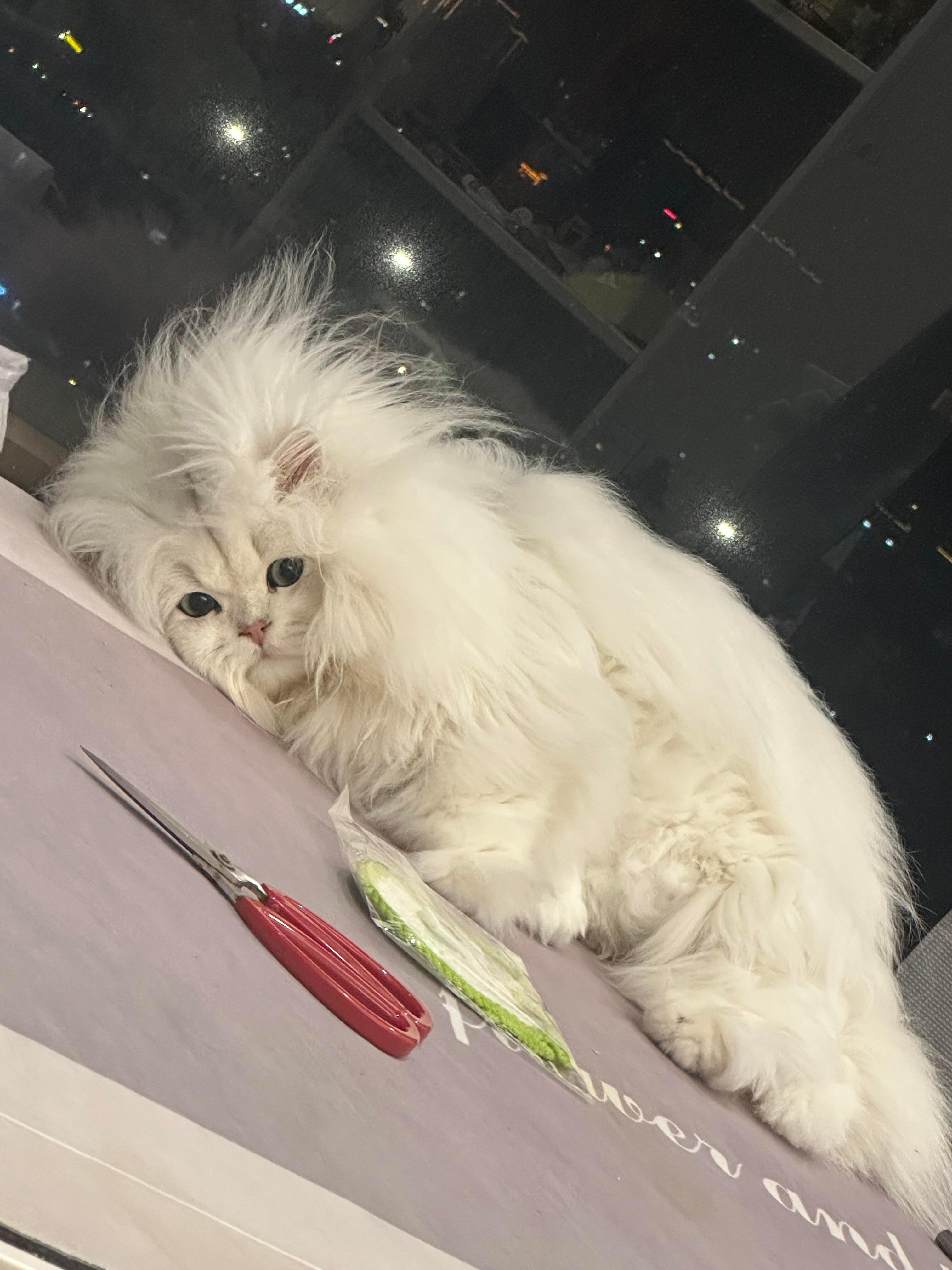 猫猫我呀被打入冷宫了春日放个疯//遇见春天​​​